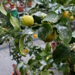 Schnee auf Zitronenstrauch