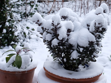 Gartenarbeiten im Monat Januar