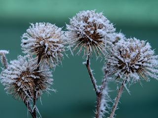 Phänologischer Winter