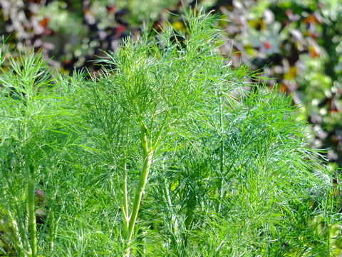 Dill Anbau Pflege und Verwendung