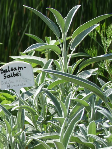 Gartensalbei und Fruchtsalbei im Biogarten