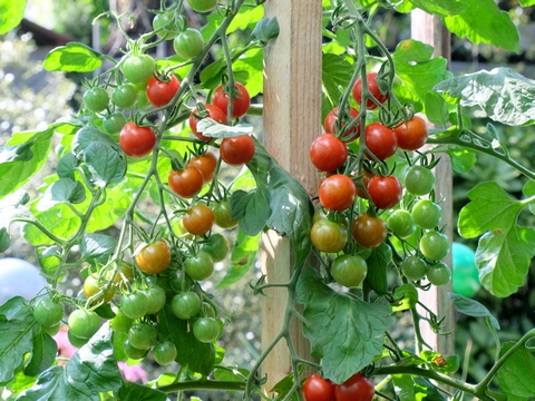 Tipps zu Anbau Pflanzung und Pflege von Tomaten