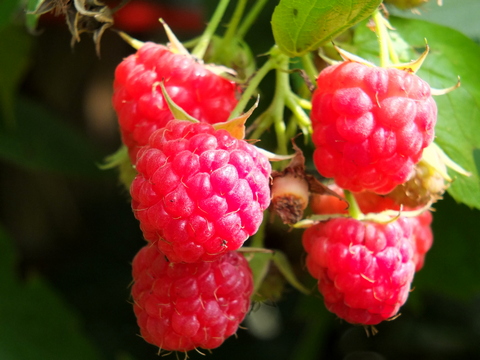 Pflanzung und Pflege von Himbeeren