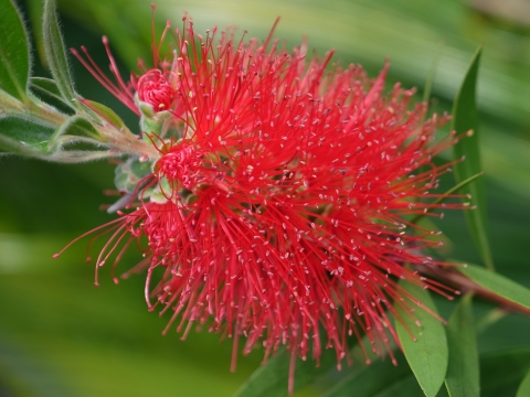 Callistemon citrinus