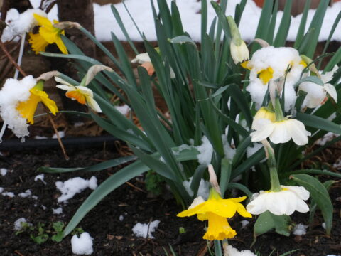 Februar