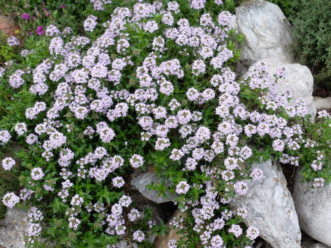 Thymian Heilpflanze und Küchenkraut