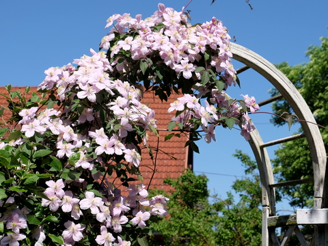 Clematis