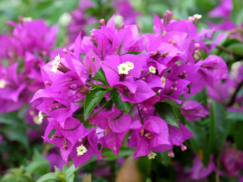 Bougainvillea