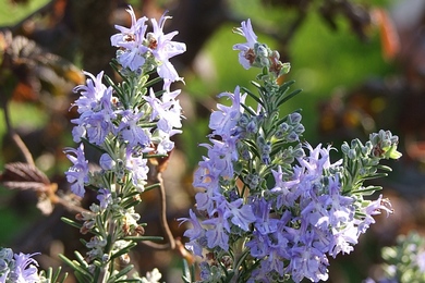 Rosmarinus officinalis