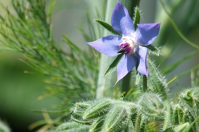 Gartenkräuter und mediterrane Topfkräuter