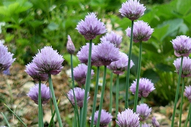 Gartenkräuter und mediterrane Topfkräuter