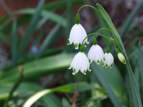 Fotos von Zwiebelblumen im Garten