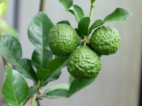 Kaffirlimette