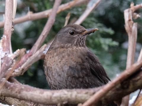 Winterfütterung von Wildvögeln im Garten