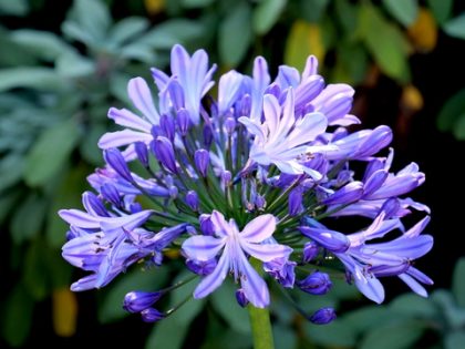 Agapanthus