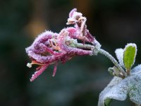 Erster Frosttag im Herbst