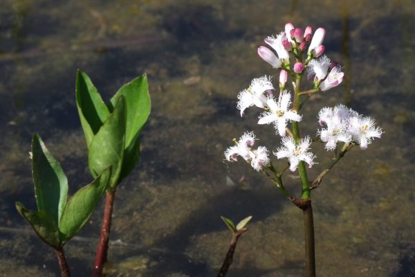 Gartentipps