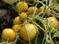 Gemüse Anzucht und Pflege im Biogarten