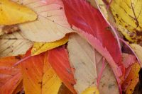 Ziergarten und Nutzgarten im Monat Oktober