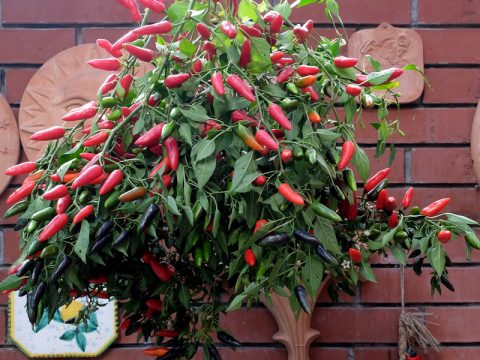 Phänologischer Frühherbst